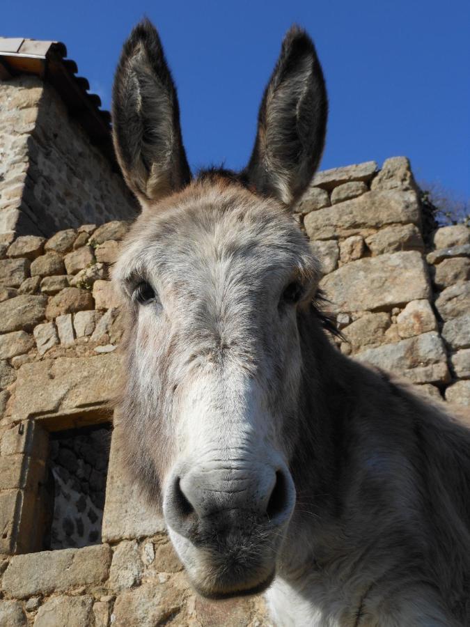 Gite De Chapeleche Les Chataigniers Gluiras Exterior foto