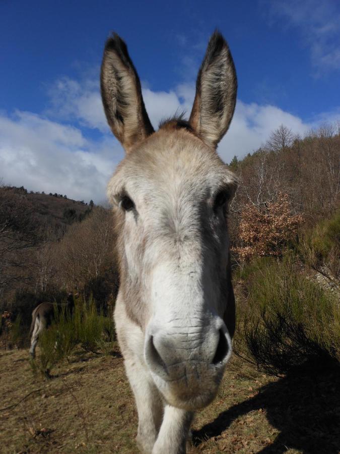 Gite De Chapeleche Les Chataigniers Gluiras Exterior foto